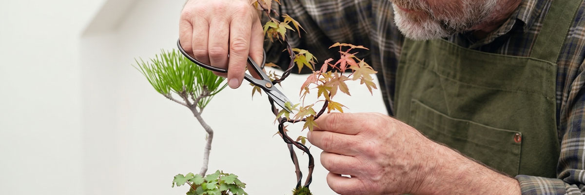 A Miniature Bonkei-Making Experience at Takamatsu Bonsai Village